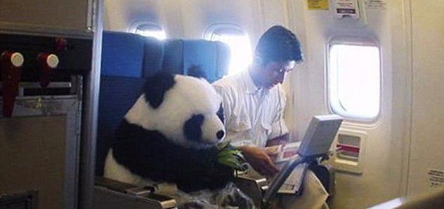 panda avion