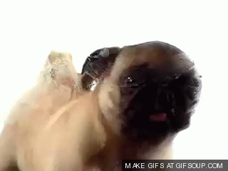 pug-licking-screen-o