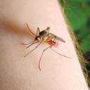 Sve ste isprobali, a komarci vam i dalje dosađuju? Probajte ovo tajno ‘oružje’
