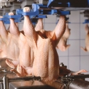 Istraživanje pokazalo: Evo zašto piletina iz supermarketa ima tamne mrlje na koži