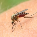 Komarci su dosadni, ali ih možete otjerati pomoću jednog prirodnog sastojka