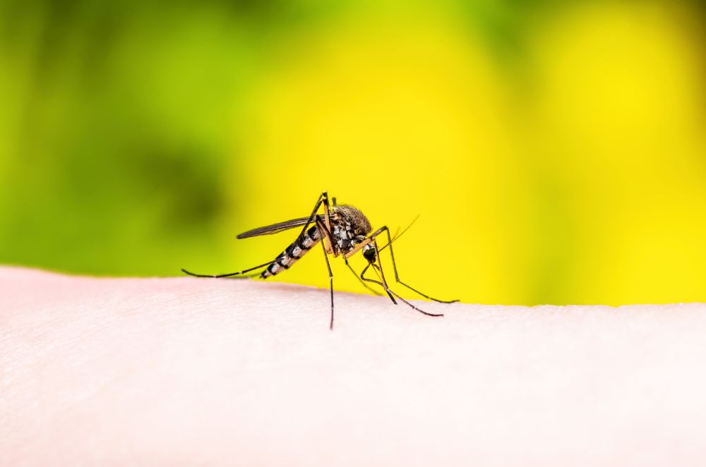 Home made zaštita od komaraca – potrebna su vam samo dva sastojka |  Tuzlanski.ba