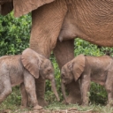 Zabilježen rijedak slučaj rođenja slonova blizanaca