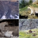 Anadolski leopard viđen u Turskoj nakon 46 godina