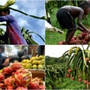 Bangladeš: Komercijalni uzgoj egzotičnog zmajevog voća u brdima Khagrachari