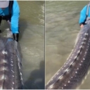 “‘Živući dinosaur”: Društvene mreže oduševila ogromna riba snimljena u rijeci