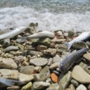 Nezapamćena temperatura Jadranskog mora: Veliki pomor ribe, niko ne zna šta se dešava