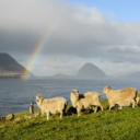 Farska ostrva: Država sa više ovaca nego ljudi