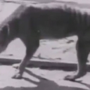 Pronađeni ostaci posljednjeg tasmanijskog tigra