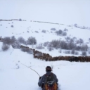 Krave s farme u Livnu nadmudrile čopor vukova, spašeno svih 150