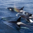 Majke orke se cijeli život žrtvuju za sinove: To im smanjuje šanse za reprodukciju u budućnosti