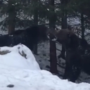 Objavljen rijedak prizor: Pogledajte kako izgleda sukob dva medvjeda