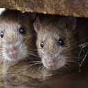 “Ljubiteljica glodara” u Njemačkoj živjela u kući s 800 pacova – veterinarska inspekcija ih oslobodila