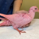Pronašli i spasili ružičastog goluba, ali priča koje se krije iza toga je jako tužna…