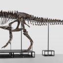 Prvi put u Evropi prodaje se kostur T-rexa star 67 miliona godina