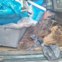 Carini prijavili samo srndaća: U vozilu pokušali prevesti i mrtvog medvjeda