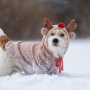 Stručnjaci ističu: Evo kada je prehladno za šetnju vašeg psa