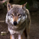 Porodica u SAD-u držala hibrida vuka i psa kao ljubimca. Ubio im tromjesečno dijete