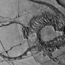 U južnoj Kini naučnici otkrili 240 miliona godina star potpuni fosil “zmaja”
