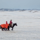 Dva miliona životinja uginulo u Mongoliji zbog ekstremne zime