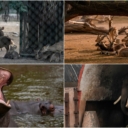 Svjetski dan divljih vrsta: Raznolikost životinjskog svijeta u Zoološkom parku u New Delhiju