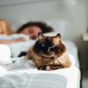 Da li je istina da mačke vide bolje noću nego po danu?