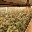 Kod Prijedora pronađena laboratorija za uzgoj marihuane, uhapšeno 14 osoba