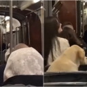 Pas se provozao sarajevskim tramvajem i pokupio simpatije na društvenim mrežama: “Vidi me! Preslatko!”