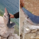 U Neumu ulovljen morski pas modrulj, jedan od najopasnijih na svijetu i najopasniji u Jadranu