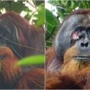 Fascinantno otkriće: Orangutan viđen kako ranu na licu iscjeljuje ljekovitom biljkom