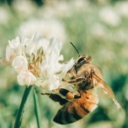 Ova grana poljoprivrede je na margini: Pčelarstvo u Hercegovini suočeno s problemima zbog klimatskih promjena
