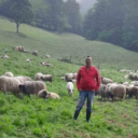 Nakon 23 godine na birou, Adnan iz Lukavca pokrenuo vlastiti biznis: Kad’ su moje ovce sretne, i ja sam!