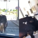 Nesvakidašnji prizor nasmijao sve: Krava blokirala prolaz na granici između BiH i Crne Gore
