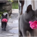 Video koji će vas oduševiti: Umiljata mačka svaki dan donosi cvijeće svojoj vlasnici
